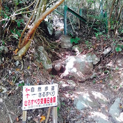 さるすべり 六合目