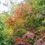紅葉