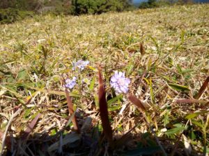 鞍岳花2