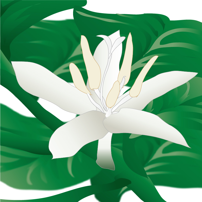 コーヒー豆になるまで