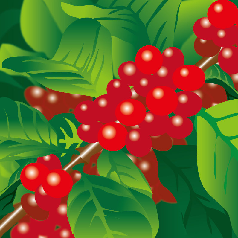 コーヒーてどんな植物 コーヒーてどんな植物