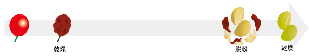 コーヒー豆になるまで