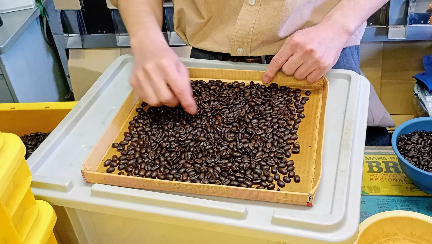 コーヒー豆をハンドピックしている